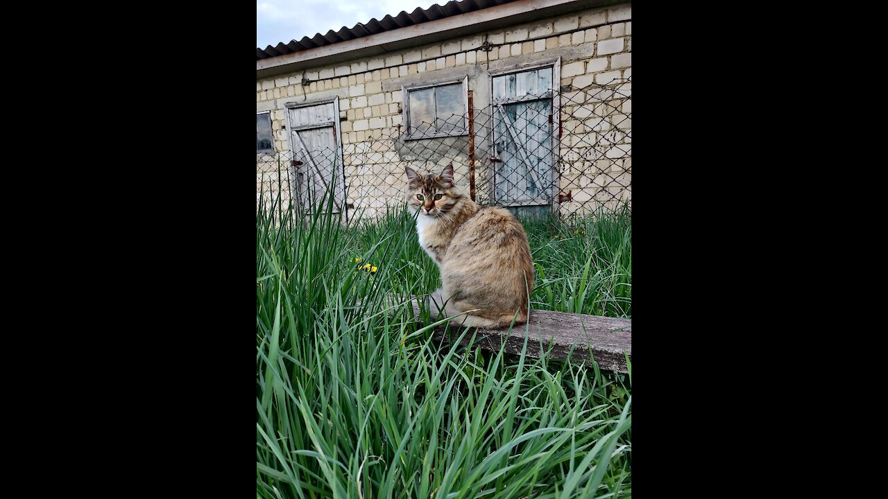 Beautiful cat sits and thoughtfully listens to the accordion
