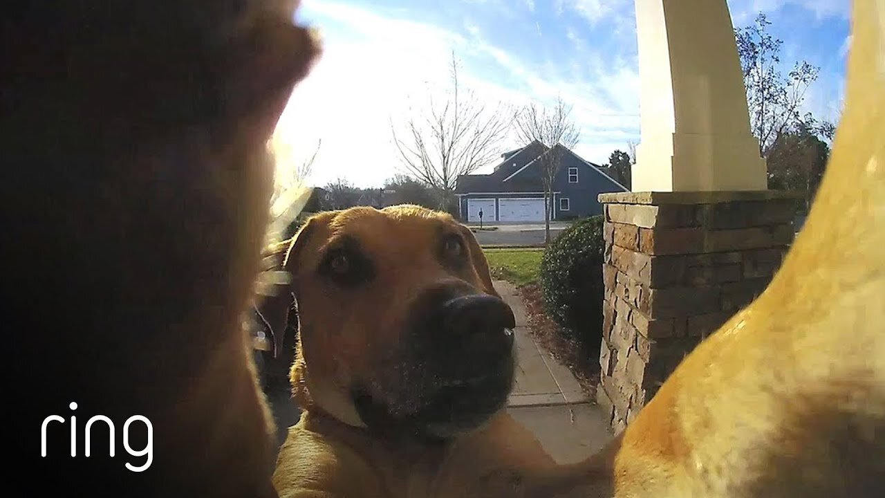 Watch How This Dog Uses a Ring Video Doorbell to Get Back In The House