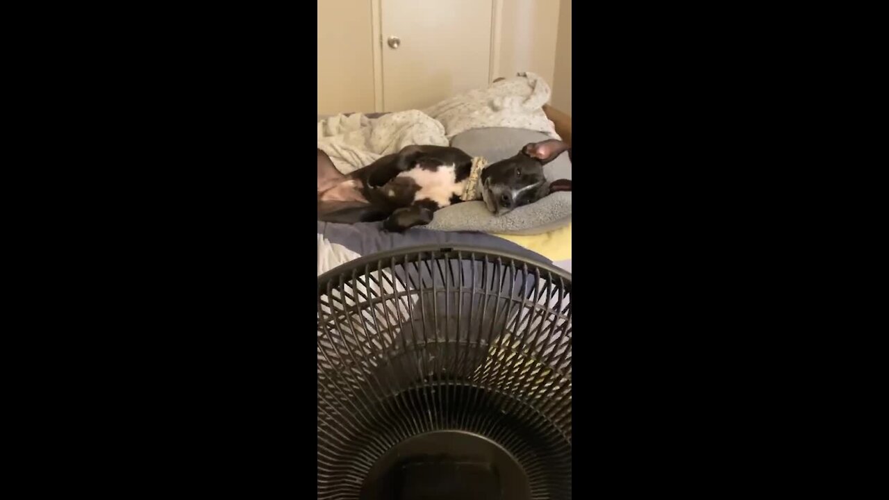Dog Finds Perfect Place To Relax Right In Front Of The Fan