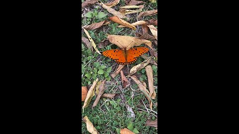 Gorgeous moth
