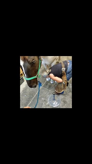 Alaska gets Carbon Fiber Castings on his front hooves