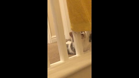 Just a cats average day!😽