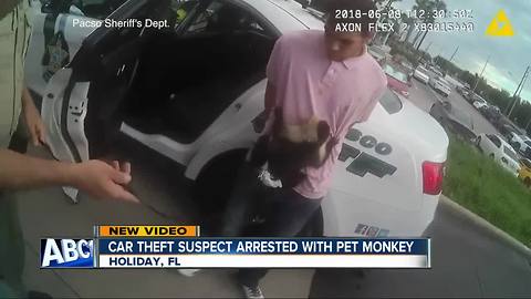Suspected car thief arrested with pet monkey