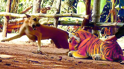 Wow Nice Pranking! Fake Tiger Prank Dog Run