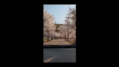 Cherry Blossoms taken while driving