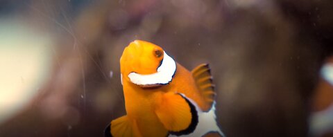 His fish is a must-watch.