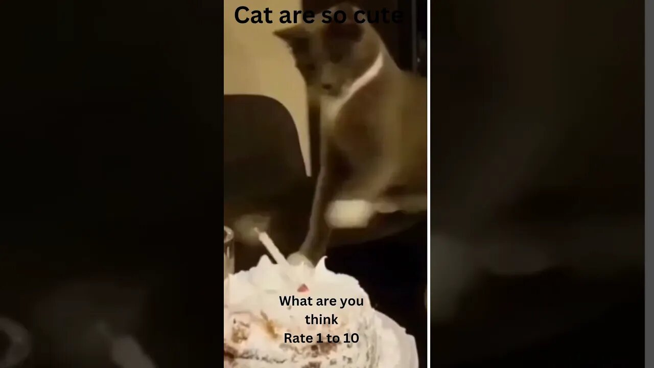 funny cat video