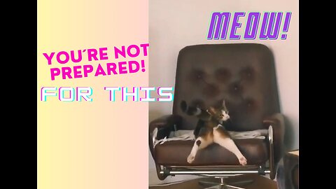 Funny shorts animal videos