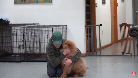 This Is How You train your puppy not to pull on the leash- Dog training with positive reinforcement