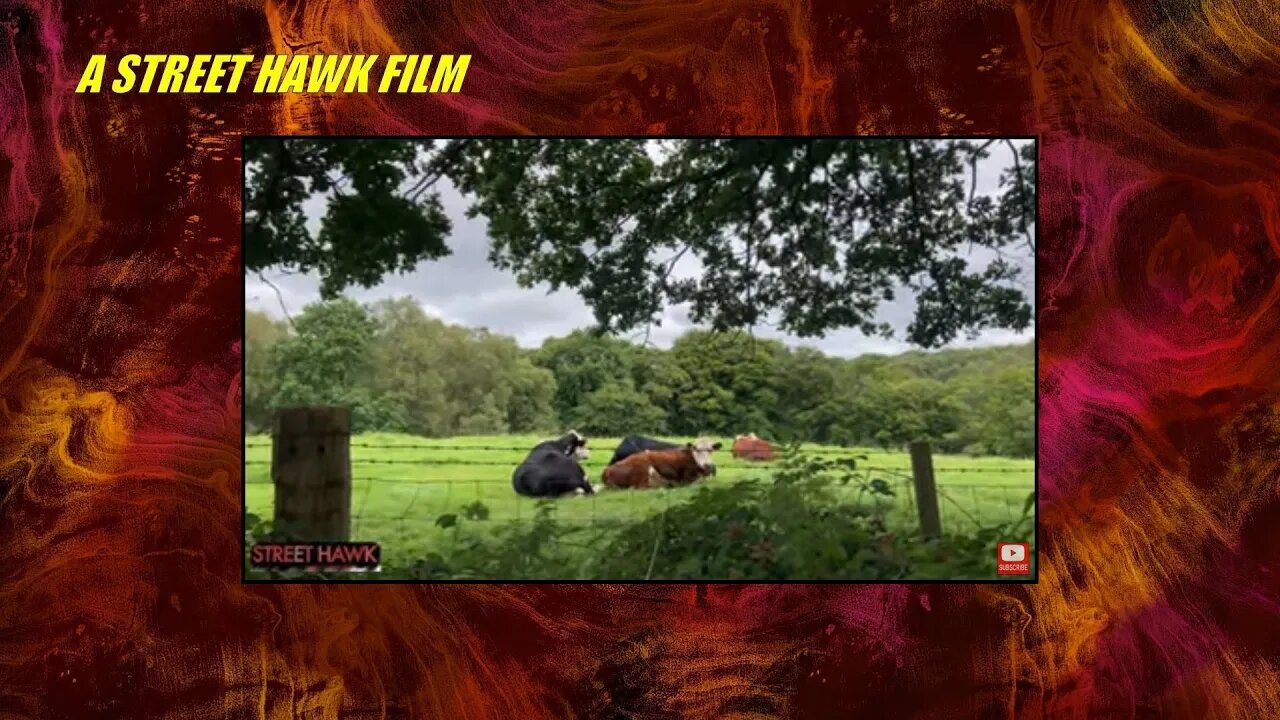 The 4 cows near me