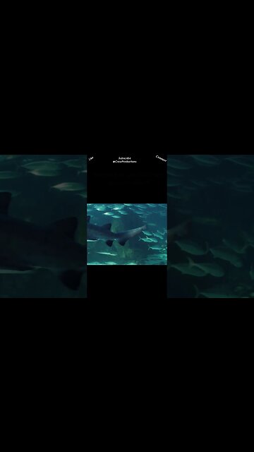 Sharks have a reputation for being tough, but they're not entirely invincible #sharks #shorts