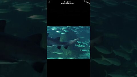 Sharks have a reputation for being tough, but they're not entirely invincible #sharks #shorts
