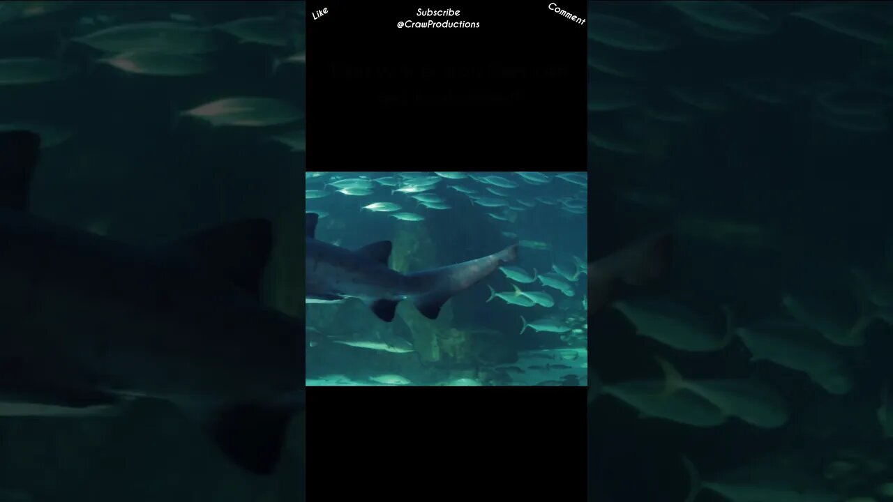 Sharks have a reputation for being tough, but they're not entirely invincible #sharks #shorts