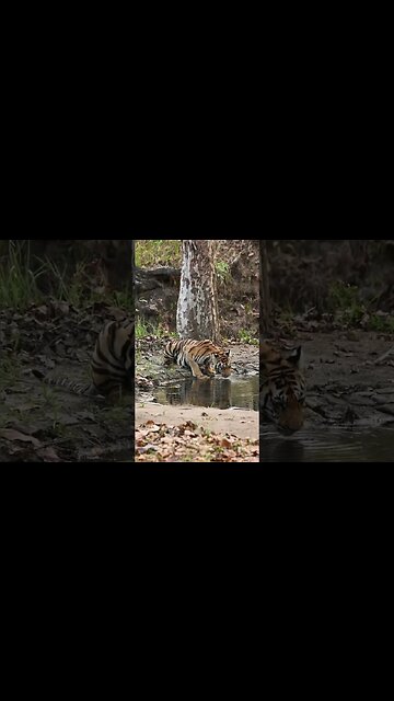 Patterns on the coat of tigers are repeated on their skin, as in domestic cats.