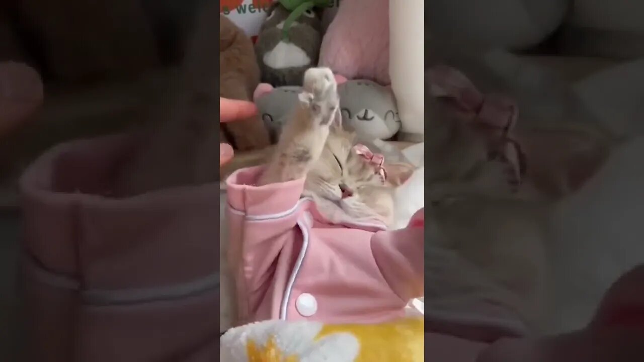 Baby cat #baby #cat #babycat