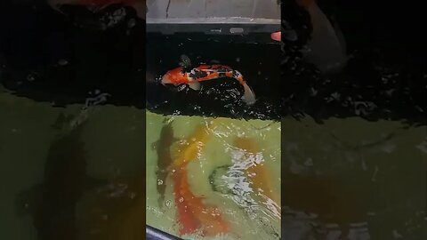 Beautiful Sanke koi fish #shorts