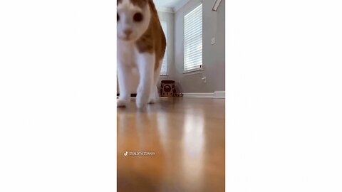 Hilarious Cat Twerking