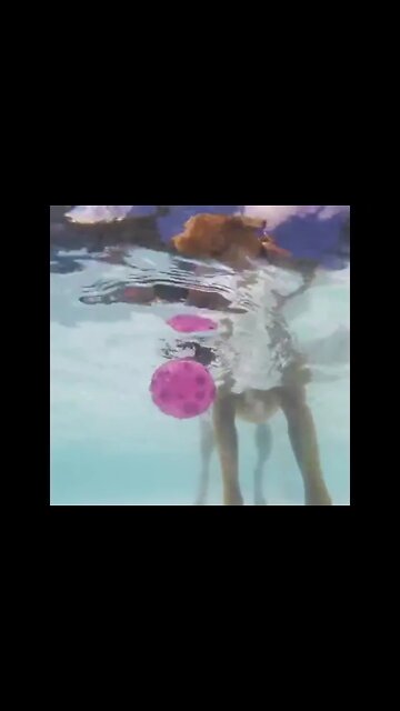 Dog trying to catch ball 🏈 in water 💧#Shorts #ytshorts #UbertainmentFun #Dogs #Animals #Fun