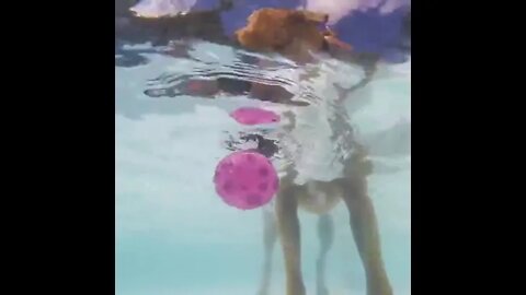 Dog trying to catch ball 🏈 in water 💧#Shorts #ytshorts #UbertainmentFun #Dogs #Animals #Fun