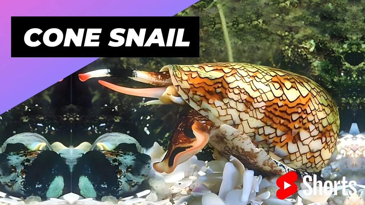 Cone Snail 🐚 One Of The Most Dangerous Ocean Creatures #shorts