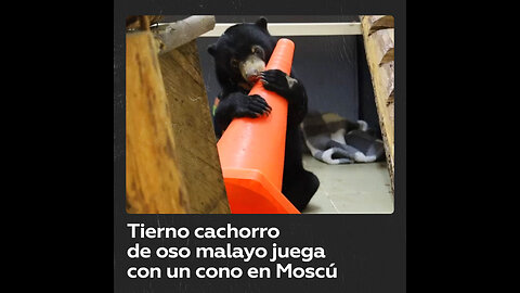 Cachorro de oso malayo ‘caza’ un cono en el zoo de Moscú