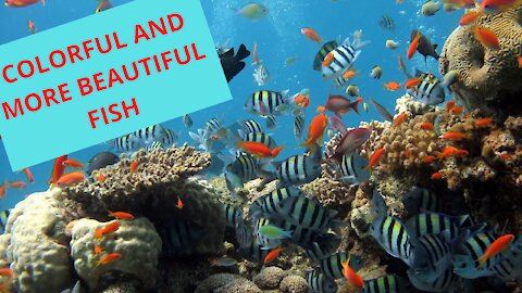 My Aquarium, Ornamental Fish, Fish in Aquarium Switzerland