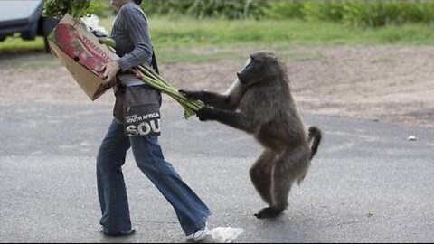funny animal videos - scaring and chasing people