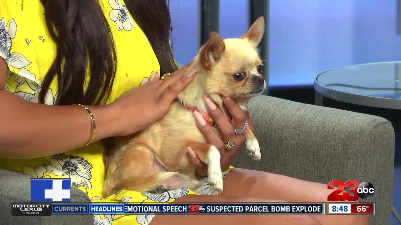 Pet of the Week: 5-year-old chihuahua Bubbles