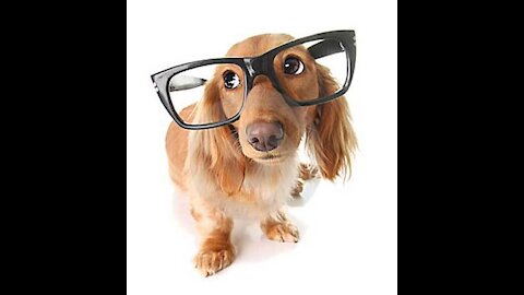How to make your dog Cute Funny and Smart