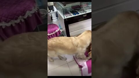 #shorts Смешные Собаки Из Тик Тока 125 Funny Dogs From Tiktok