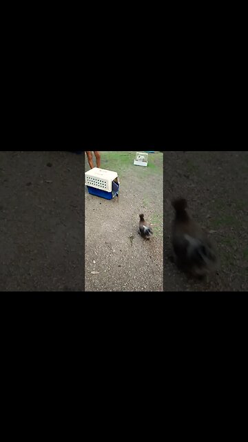 Chicken goes to bed when called