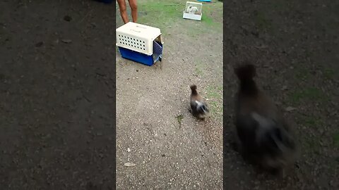 Chicken goes to bed when called