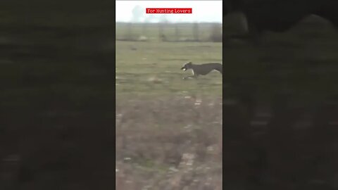 الكلاب السلوقي ضد ارنب بريGalgos y liebres Greyhounds Vs Hare 🐇 Bagian Greyhound Vs Kelinci