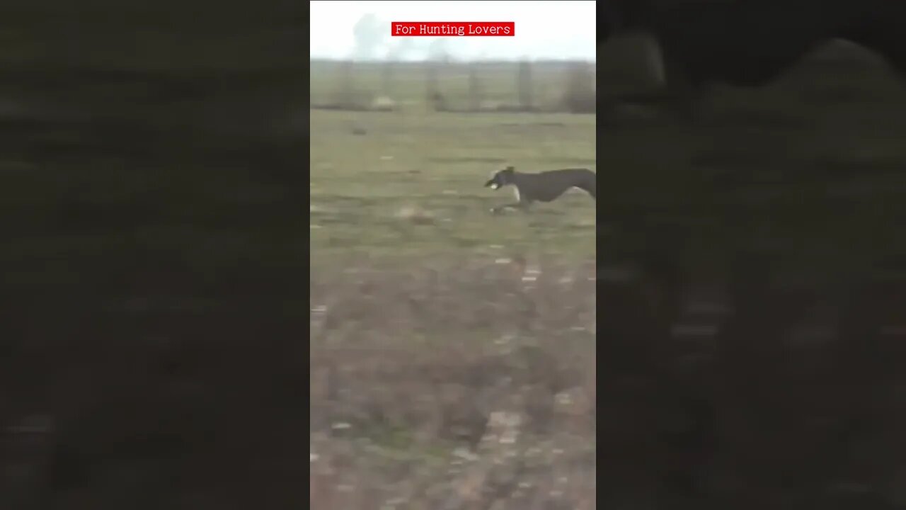 الكلاب السلوقي ضد ارنب بريGalgos y liebres Greyhounds Vs Hare 🐇 Bagian Greyhound Vs Kelinci