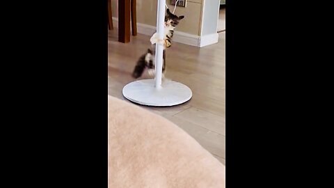 Cat pole dance-Try not to laugh