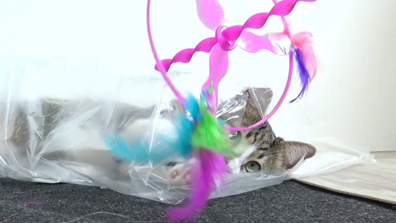 Funny Cat Plays from a Plastic Bag