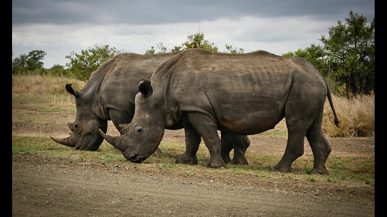 Africa Wildlife Ultra HD _ Zebras, Lions, Elephants _ Scenic Wildlife Film