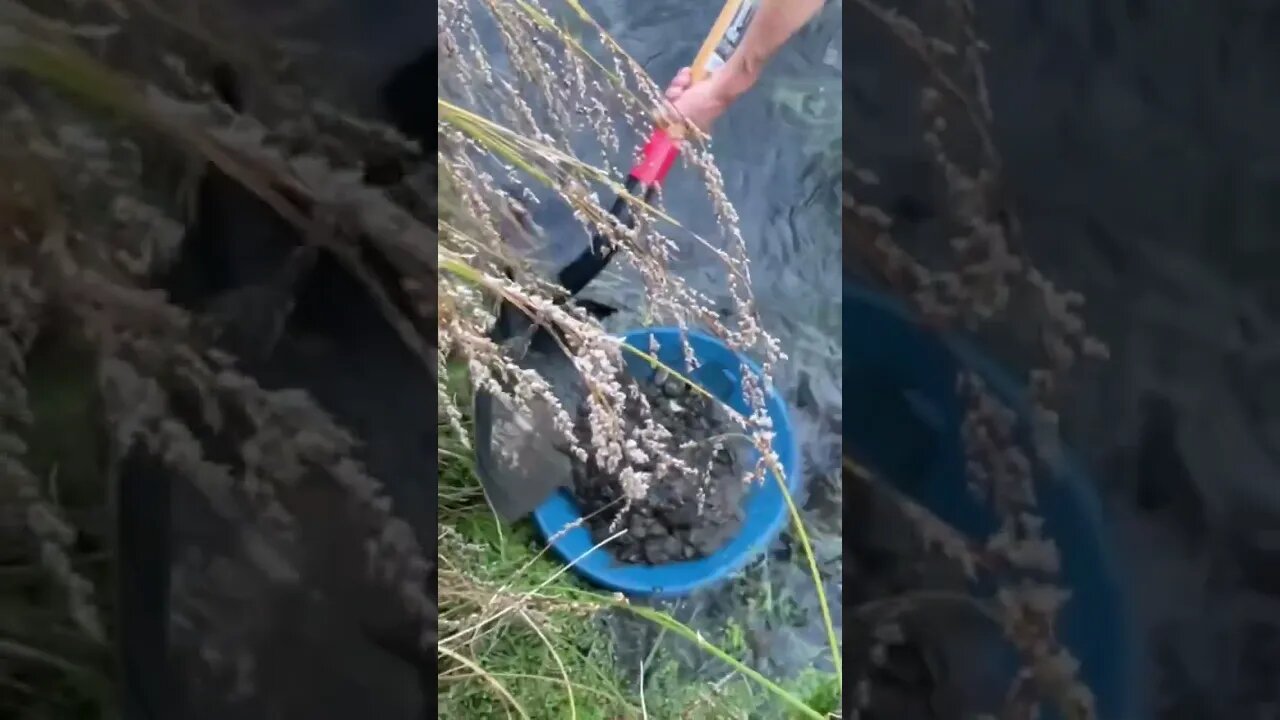 Gold panning my old tailings! Did I lose any?