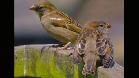 Few photos of birds i took