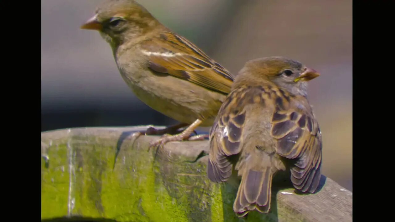 Few photos of birds i took