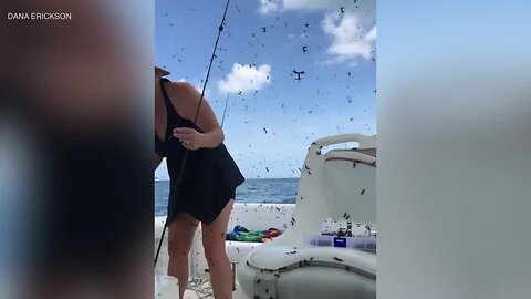 Fla. woman's fishing trip ruined by love bugs