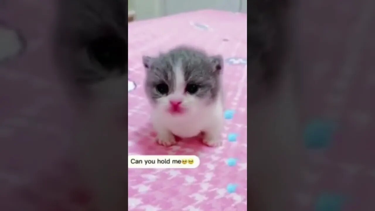 Little kitty need your love 3 #Shorts 🧐