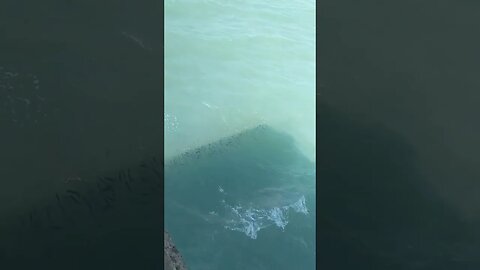 Lomba balap ikan di laut