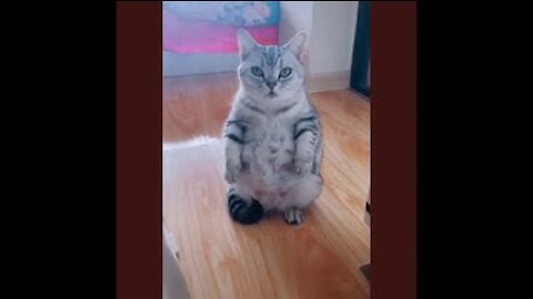 Melhor vídeo de gatos engraçados de 2022