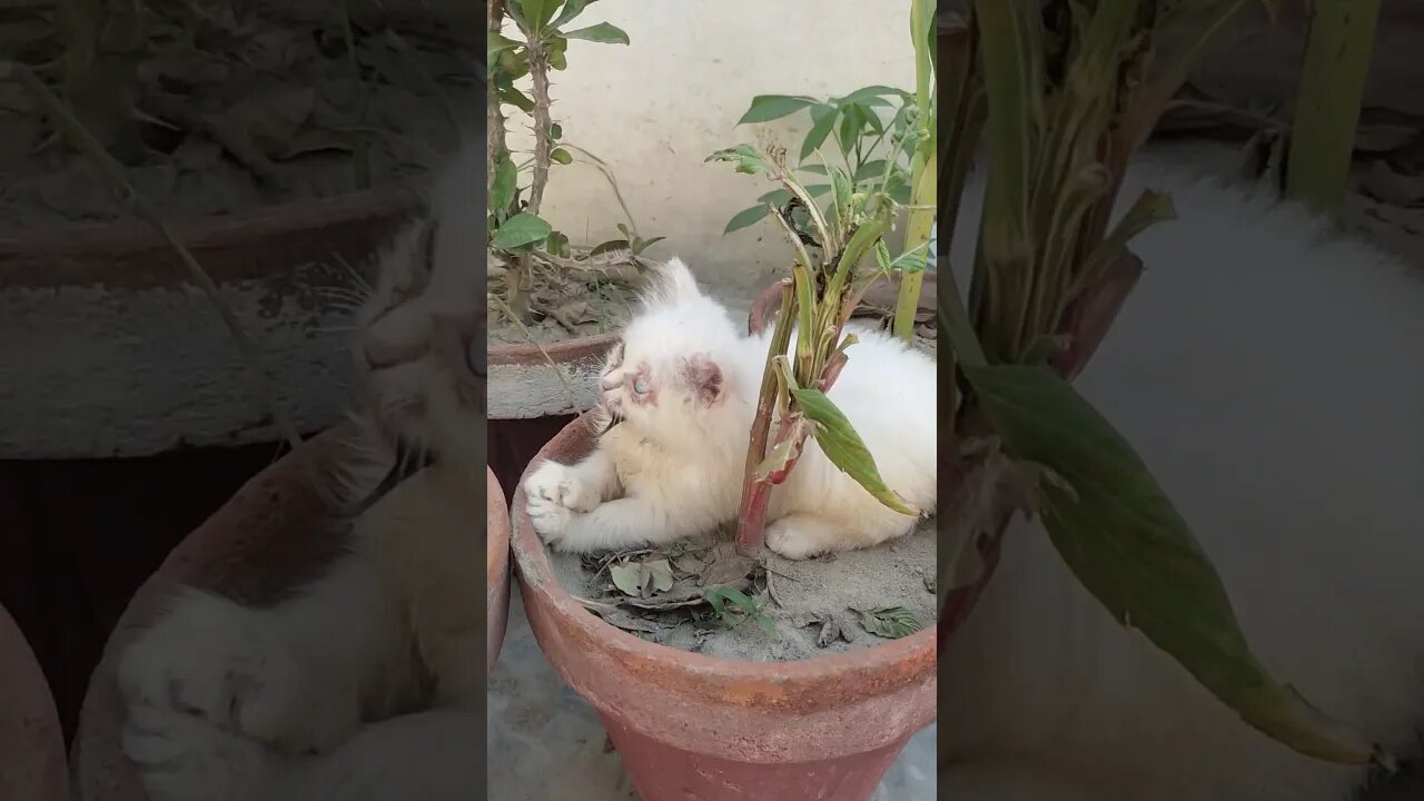 Cute Baby Cat🥰#cats#cutecat#cutecatshorts#pets#cutepets#funnycats#viral#tiktok#viralvideo#funnycat