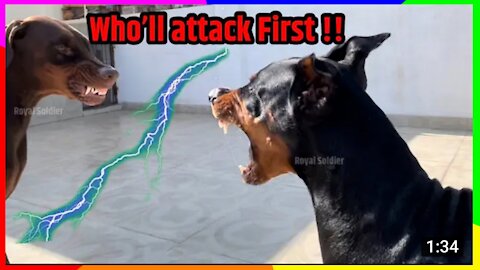 2 GIANT ANGRY DOGS 🐕 || WHO WILL ATTACK FRIST