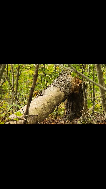 A Tree Crushed the Deer Blind... | Setting up the Private Land for Hunting!