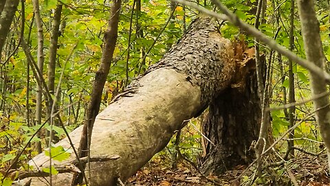 A Tree Crushed the Deer Blind... | Setting up the Private Land for Hunting!