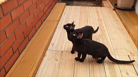 Two lovely kittens