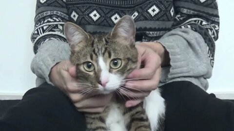 Cute Cat Sits in My Arms